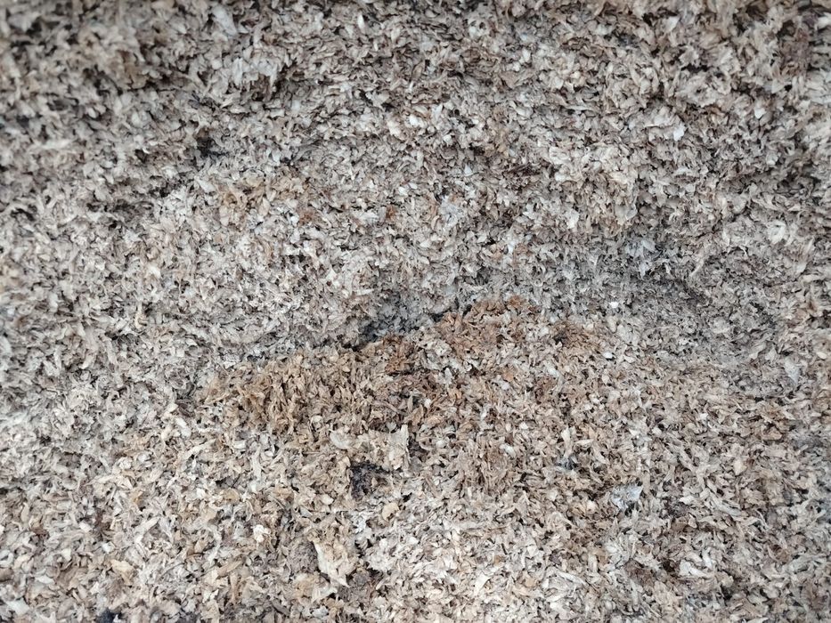 Borhot din sfecla furajera