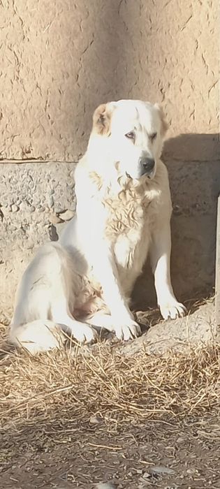 Ургашы сатылады.