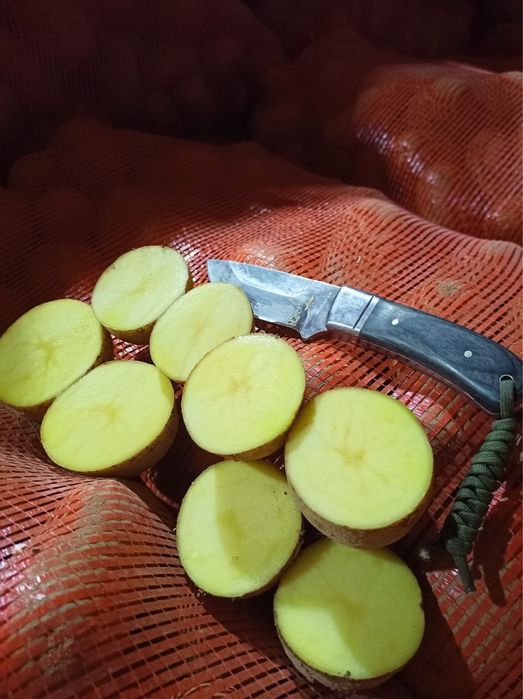 Картошка, Сорт:Артемис