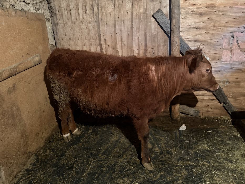 1,5 жасар Құнажын сатамын