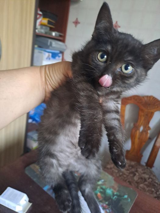 Красивые котята 1.5 мес. в добрые руки!