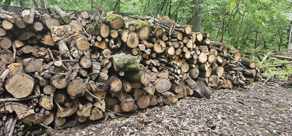 Vand lemn de foc esenta tare 159lei m ster in Paulesti Prahova