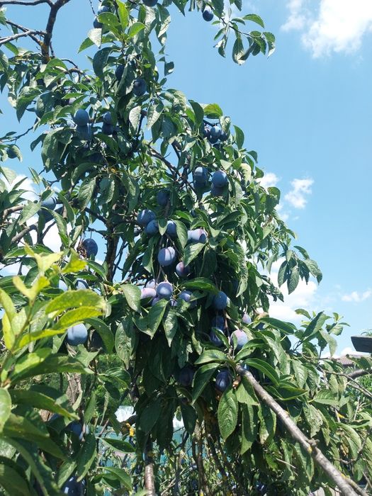 Prune bio nestropite,foarte dulci!