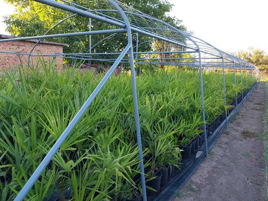 Палми - Вашингтония и Трахикарпус