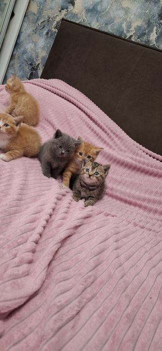 Британские ласковые котята