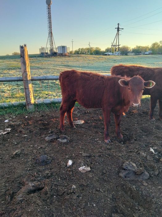 Продаются тёлки.