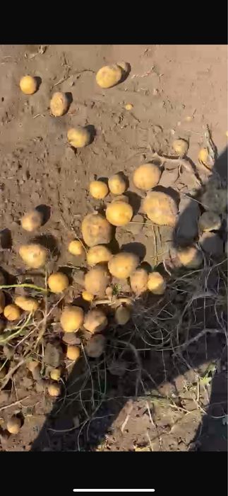 Коломбо сорт картофель