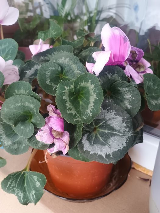 Aparat Foto Digital Nikon Coolpix L11 – 6.0 MP – Aspect Vintage / Cole