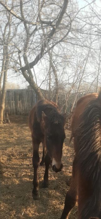 Продам лошадей цена договорная