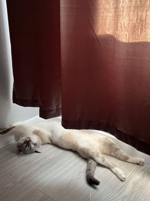 Вязка кота привит