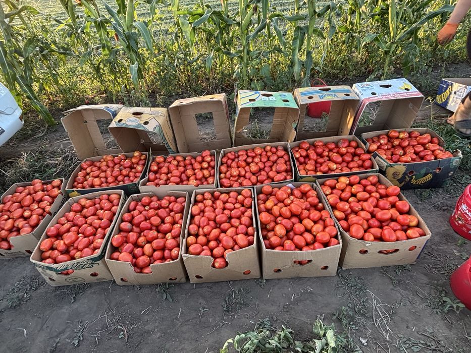 Roșii de vânzare