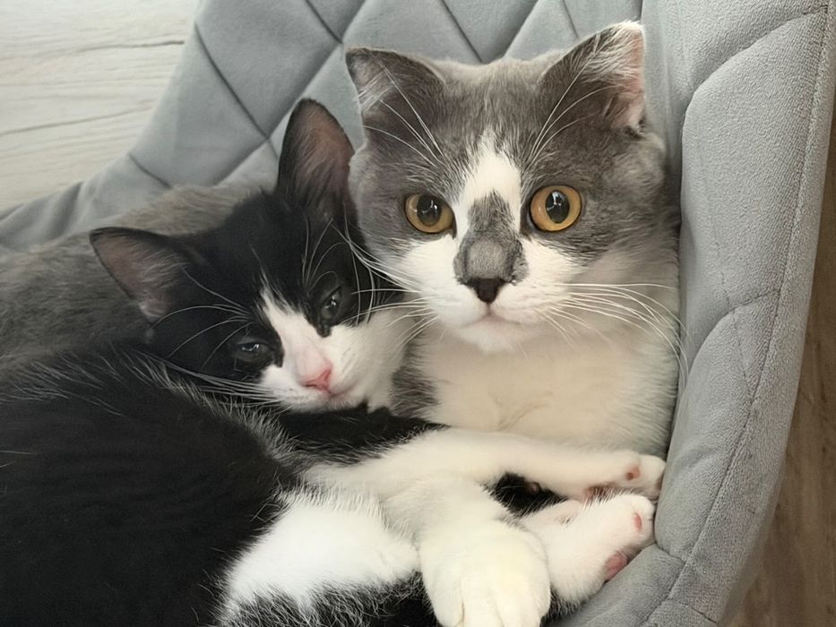 Отдам котенка и кошку