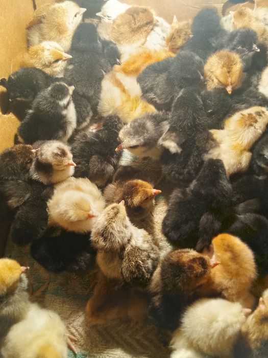 Продам цыплят дамашних суточных