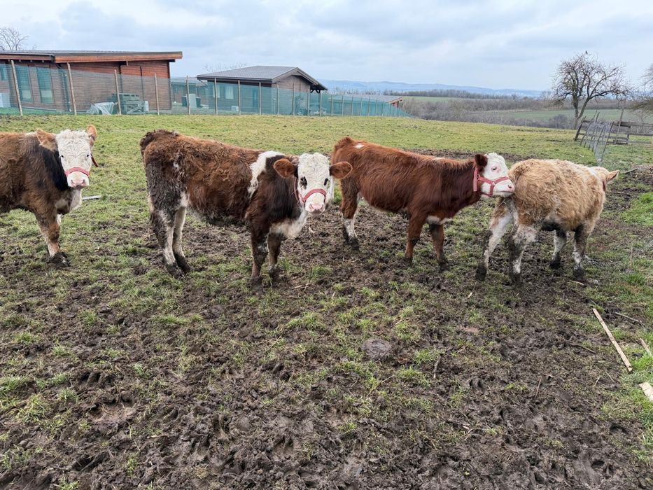 Vând 6 vițele si 4 taurasi