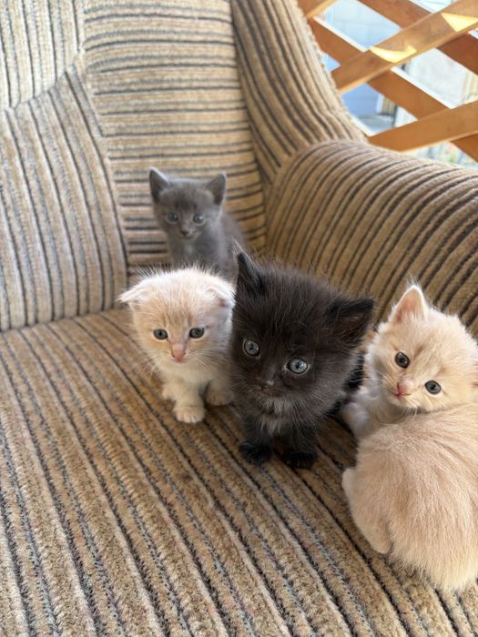 Котята в добрые руки