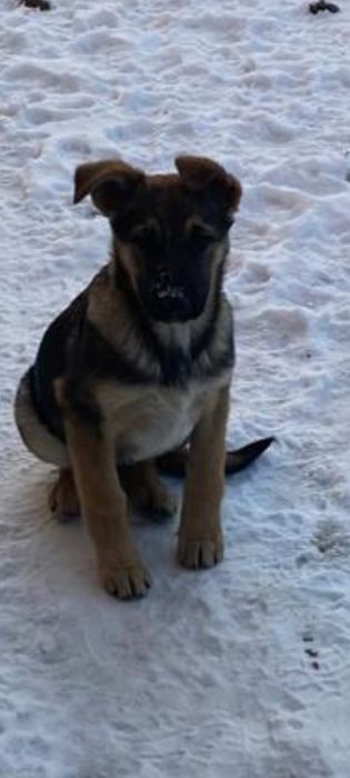 Отдам щенков в добрые руки