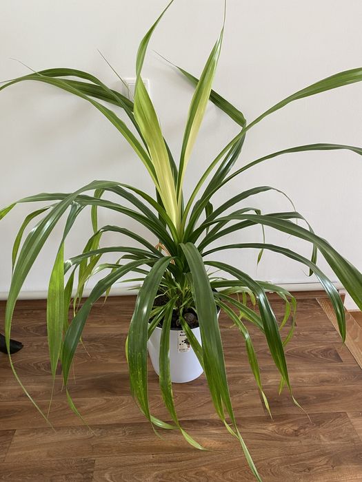 Продам пальма панданус