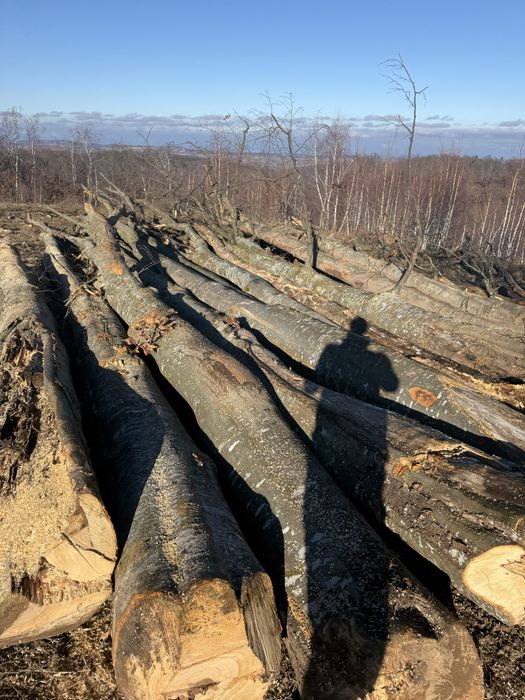 Lemn de foc sau lemn de lucru