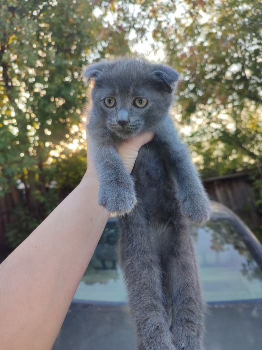 Отдам котят шотландцы