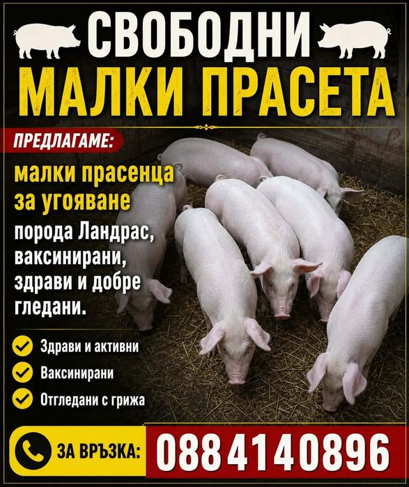 Прасета.          .