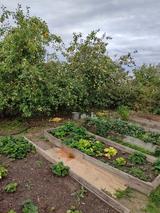 Продам дачу в обществе Колос