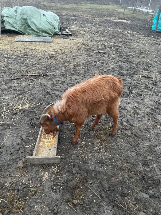 Vând țap de un an