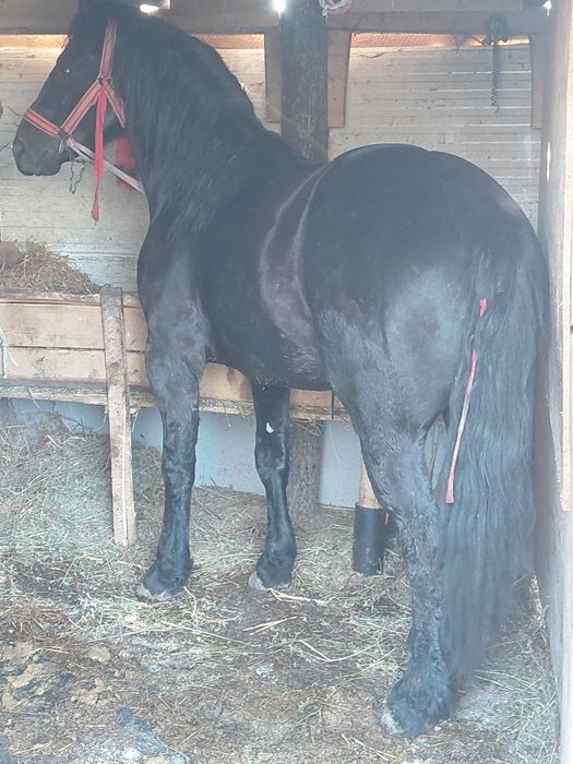 Vând armăsar foarte cuminte