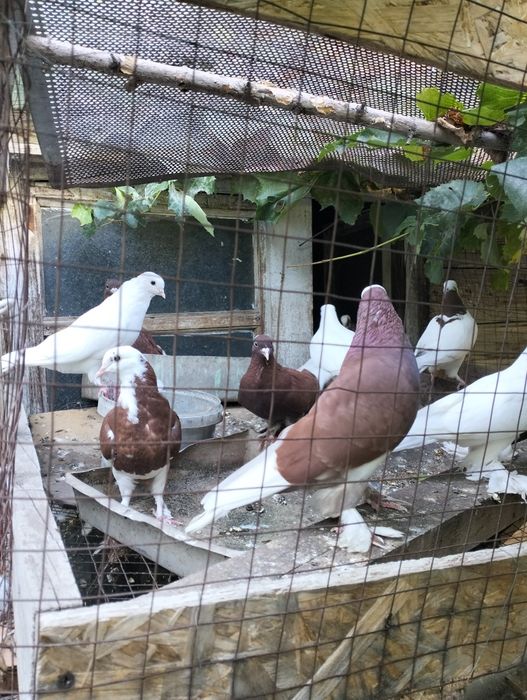 Голуби разные.  .