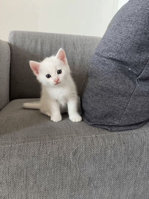 Котенок шотландка белая