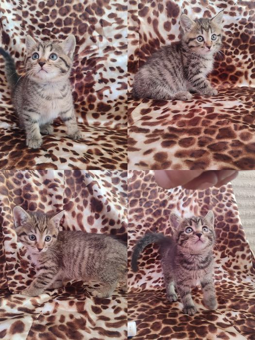 Отдам даром котят