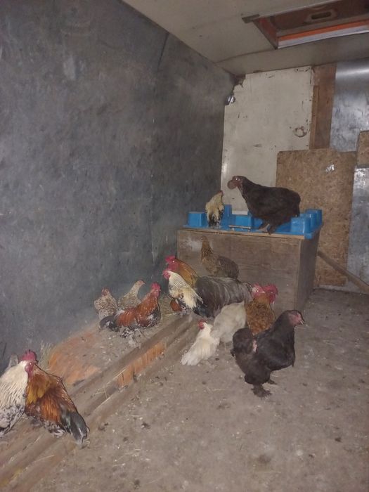 Продам петушков и кур