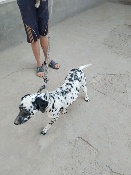 Далматин лақабли зоттор кучук сотилади.