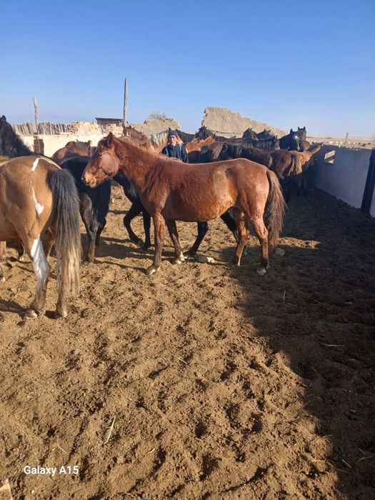 Бие сатылады 5жаста