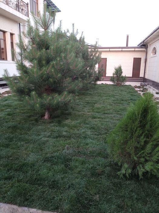 Gazon ekish va urug sepish paliv ornatish