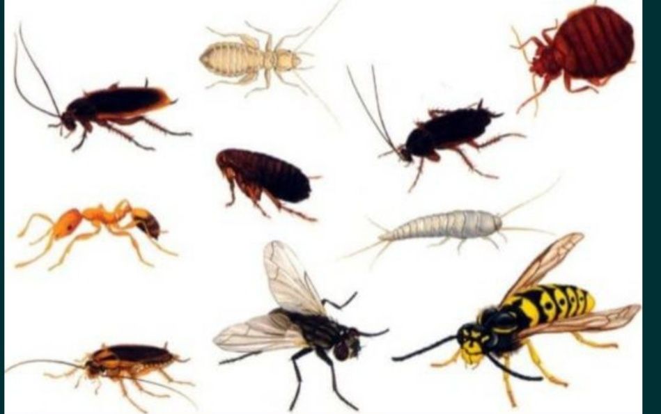 ДЕЗИНФЕКЦИЯ! от клопов и тараканов ! Гарантия 100%