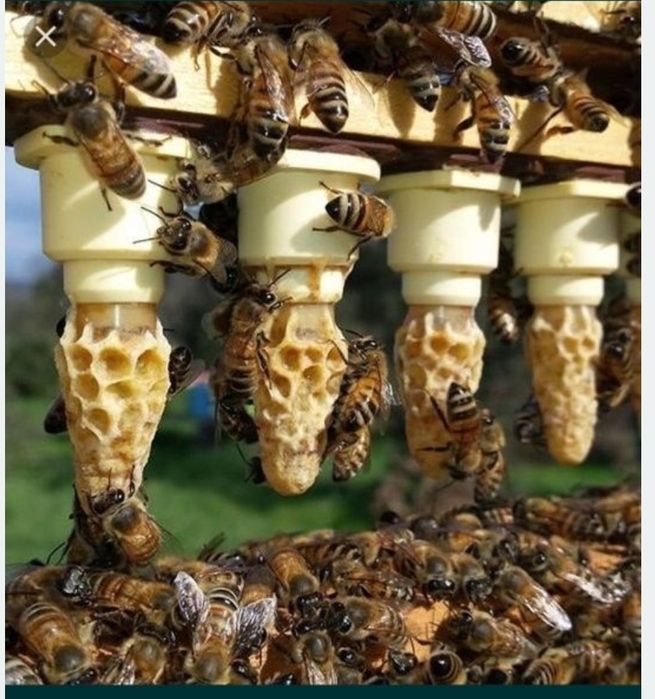 Vând mătci împerecheate Apis Melifera Carpatica