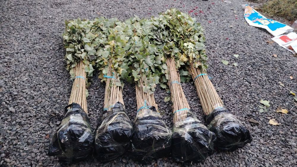 Terak koʻchatlari optim