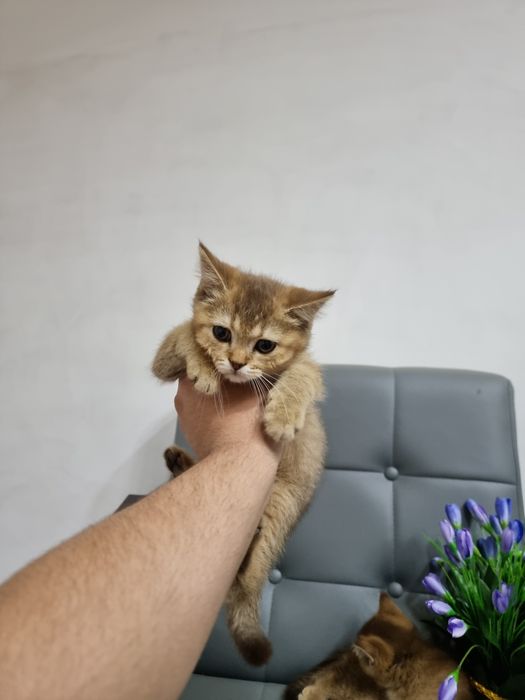 Продается чистокровные британская золатая шиншилла