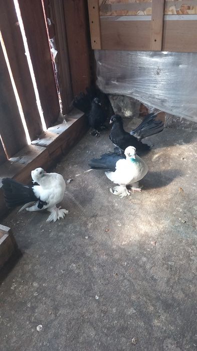Porumbei siberieni