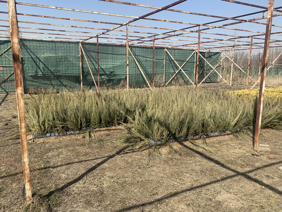 Газон озеленение