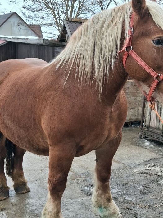 De vânzare iapa gestanta