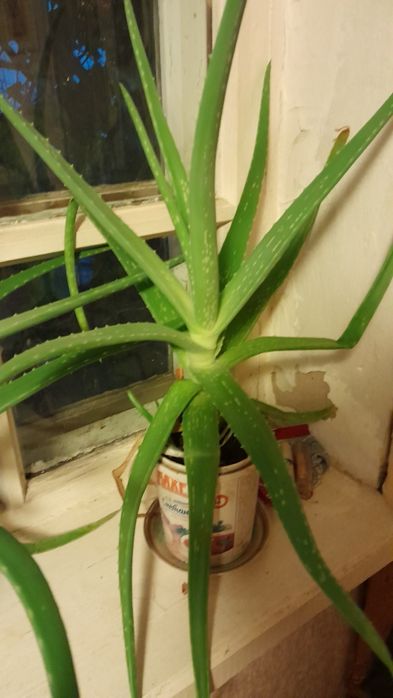 Продам Алоэ трёхлетний