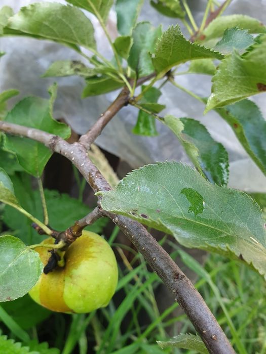 Pomi fructiferi în ghivece mari, artizanale, Ginko B.,Cătină, Gojii, V