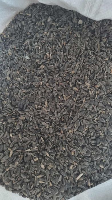 Vând floarea soarelui