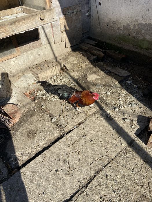 Vand cocos italian pitic