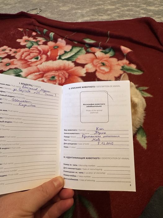 Шиншила Британская