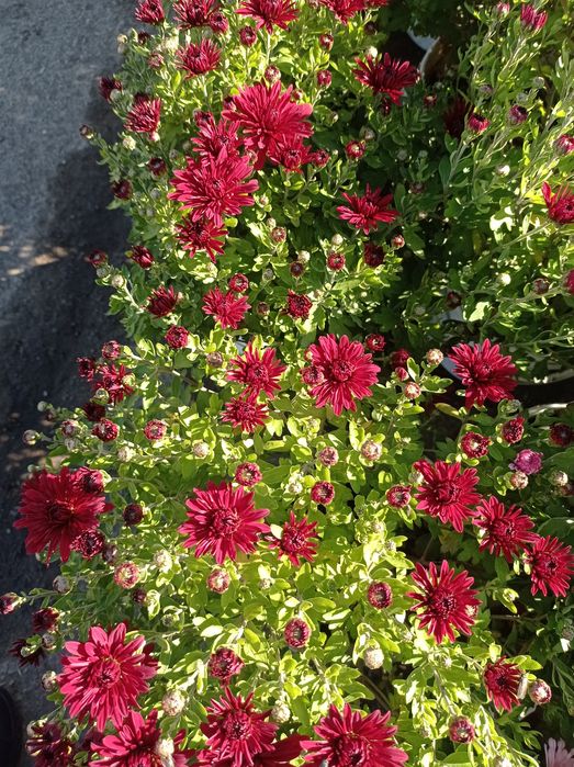 Распродажа Хризантема, хризантемы мультифлора