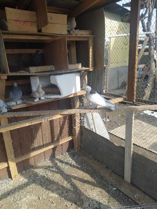 Срочно продаю голубей