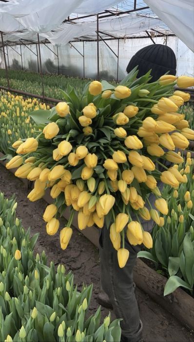 Тюльпаны Астана