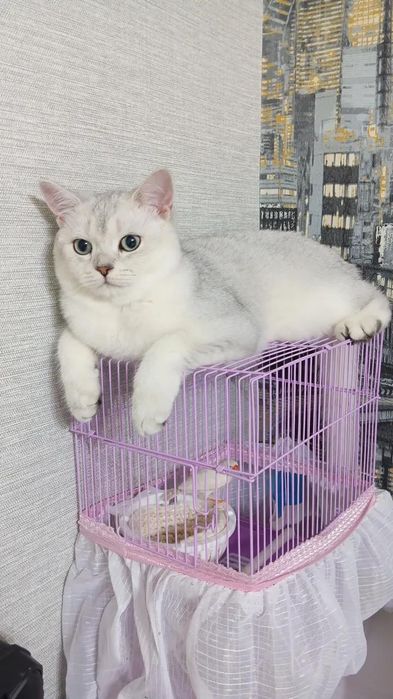 Продам чистоплотного, чистокровного котика 8 мес серебристую шиншиллу